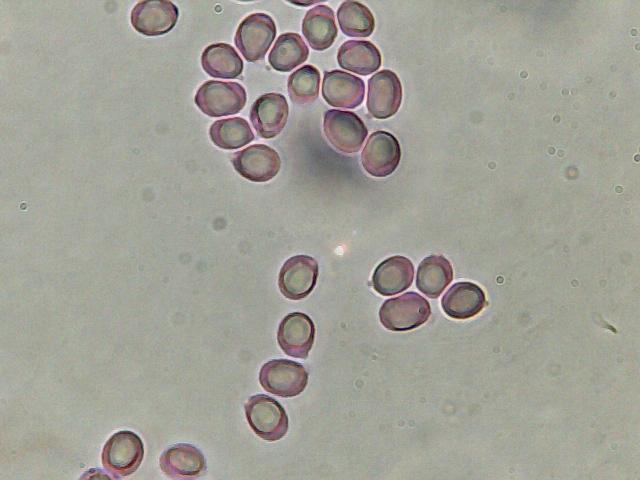 Perugia Quattro passi intorno a casa